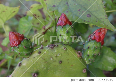 pink colored barbary fig flower pink colored barbary fig flower 99637959