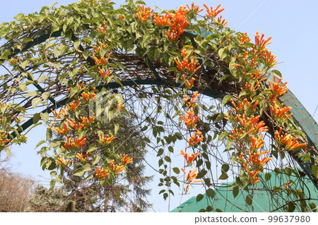 orange colored Pyrostegia flower on farm orange colored Pyrostegia flower on farm 99637980