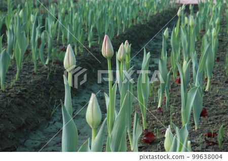 green colored tulip farm for harvest 99638004