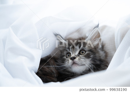 2 month old maine coon kitten 2 month old maine coon kitten 99638190