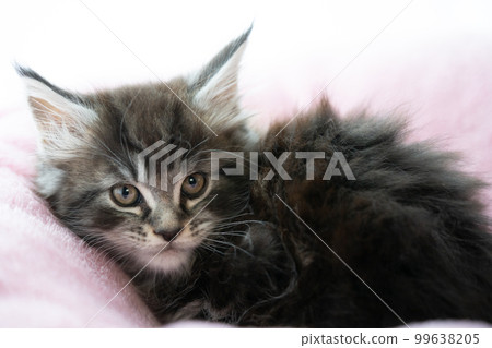 2 month old maine coon kitten 99638205
