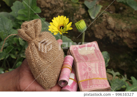 yellow colored gerbera flower with money bag on farm yellow colored gerbera flower with money bag on farm 99638327