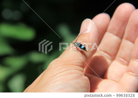 Rummy Longhorn Beetle/It looks like it's on your hand Rummy Longhorn Beetle/It looks like it's on your hand 99638328
