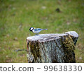 Great tit perched on a plum stump 99638330