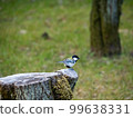 A tit about to fly perched on a plum stump 99638331