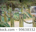 Great tit perched on a tree in the park 99638332