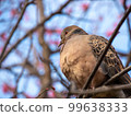 pigeon perched on a plum tree 99638333