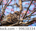 A dove perched on a plum tree looking up 99638334