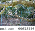 A thrush perched on a plum tree 99638336