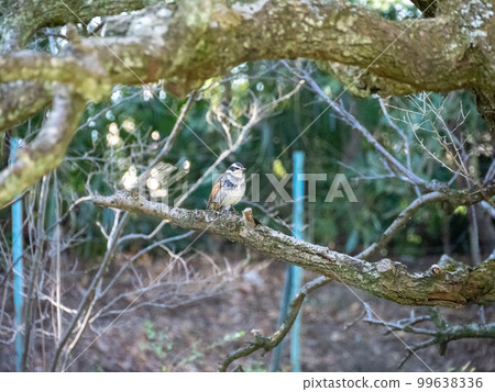 A thrush perched on a plum tree A thrush perched on a plum tree 99638336