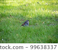 titmouse in the grass 99638337