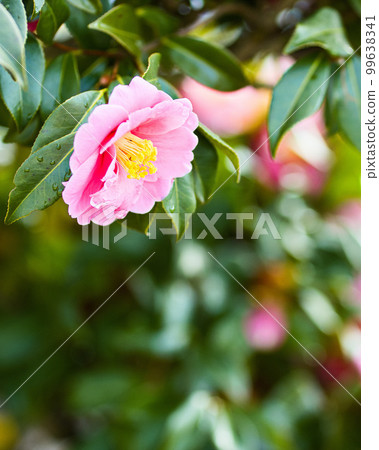 粉色山茶花|豎排 粉色山茶花|豎排 99638341