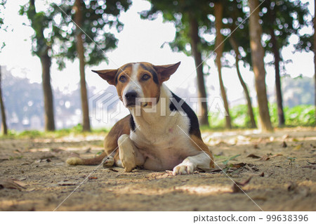 Street dog sitting on the dirt portrait landscape photo. Cute dog close-up photo with a blurry background. Multicolor dog sitting and looking upside. Asian street dog close-up portrait shot. Street dog sitting on the dirt portrait landscape photo. Cute dog close-up photo with a blurry background. Multicolor dog sitting and looking upside. Asian street dog close-up portrait shot. 99638396