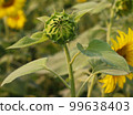 Green sunflower bud with leaves close-up photo. Yellow flower bud with green leaves sunshine and with a natural background. Beautiful sunflower bud on a sunny day. Sunflower blooming on a sunny day. 99638403
