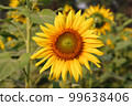 Yellow sunflower with leaves close-up photo. Beautiful sunflower on a sunny day. Sunflower blooming in the sunshine close-up photo. Yellow flower with green leaves and with a natural background. 99638406