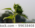 Green sunflower bud close-up shot on a sunny day. Sunflower bud with green leaves and thin hair close-up. Beautiful green sunflower bud on a blurred background. Summertime flower blooming concept. 99638408