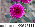Beautiful dahlia flower with a close-up shot on a natural green background. Purple dahlia flower photography on a sunny day. Single dahlia flower in a garden with a blurry background. 99638411