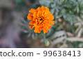 Orange marigold flower on a natural background. Orange flower close-up photo. Mexican marigold flower garden with natural blurred background. Floral garden with a beautiful marigold. 99638413