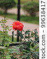 Red rose blooming in a garden. Green tree with a single red rose flower. Beautiful rose flower close-up photo on a natural blurred background. Portrait photoshoot of a blooming hibiscus flower. 99638417