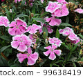 Beautiful sweet william flower garden close-up shot. Refreshing natural sweet william flower with pink and white shade. Sweet William flower garden with green grass and leaves. Pink dianthus flower. 99638419