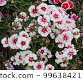White and red color dianthus flower with dead buds. White sweet william flower with red shade on a natural green background. Dianthus flower garden with green grass and dead floral buds. 99638421