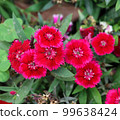 Red sweet william flower with green leaves and natural background. Red dianthus floral garden with dead flower buds. Bloody red sweet william flower with green grass and leaves. Dianthus floral petal. 99638424