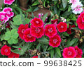 Dianthus floral petal. Red sweet william flower with green leaves and natural background. Bloody red sweet william flower with green grass and leaves. Red dianthus floral garden with dead flower buds. 99638425