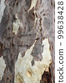 Eucalyptus tree surface and bark texture close-up photoshoot. White and smooth wood surface with brown bark texture for background. Dry tree bark texture and white wood surface photo. 99638428