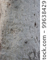 Ash eucalyptus tree surface photo shoot on a sunny day. The embossed texture of an oak tree. Smooth and ash wood surface with brown bark texture for background close-up photoshoot. 99638429