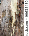 Dark brown bark texture on a white eucalyptus tree surface close-up photoshoot. Eucalyptus tree bark texture with green fungus. Cracked wood on a sunny day texture photo. 99638430