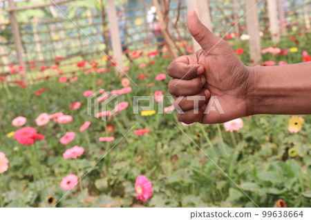 gerbera flower farm with finger sign for deaf gerbera flower farm with finger sign for deaf 99638664