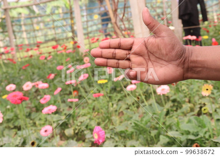 gerbera flower farm with finger sign for deaf gerbera flower farm with finger sign for deaf 99638672