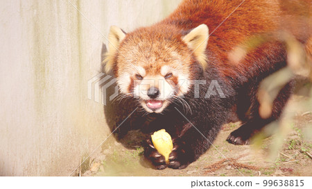 Red panda eating banana Red panda eating banana 99638815