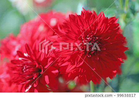 Dahlia garden around the house Dahlia garden around the house 99638817