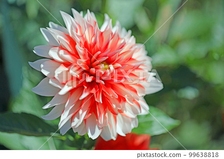 Dahlia garden around the house Dahlia garden around the house 99638818