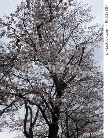 Cherry tree in full bloom  99638887