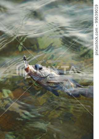 用誘餌釣到的魚漂浮在海面上的地方 99639019