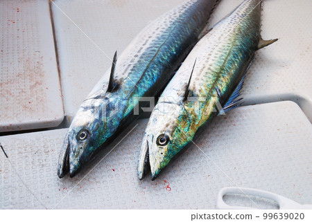 乘船捕魚捕獲的兩條魚 乘船捕魚捕獲的兩條魚 99639020