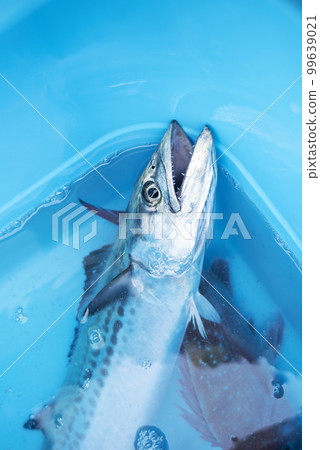魚在 ikesu 99639021