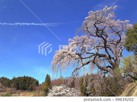 Weeping cherry blossoms in full bloom under the blue sky Weeping cherry blossoms in full bloom under the blue sky 99639202