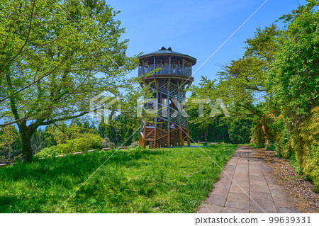 Nanohana stand in Hadano city, Kanagawa prefecture in spring 99639331