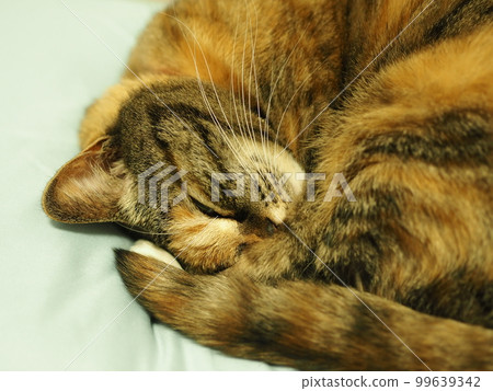 A pleasantly sleeping cat A pleasantly sleeping cat 99639342
