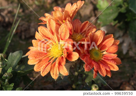 orange colored chrysantheme rot tautropfen flower on farm orange colored chrysantheme rot tautropfen flower on farm 99639550