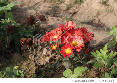 orange colored chrysantheme rot tautropfen flower on farm 99639551