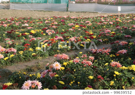 multiple colored chrysantheme rot tautropfen flower on farm 99639552