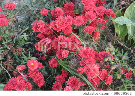 red colored chrysantheme rot tautropfen flower on farm red colored chrysantheme rot tautropfen flower on farm 99639562