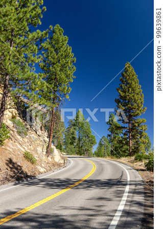 Asphalt road through forest Asphalt road through forest 99639861