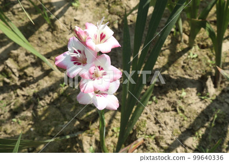 pink colored gladioluses flower on farm pink colored gladioluses flower on farm 99640336