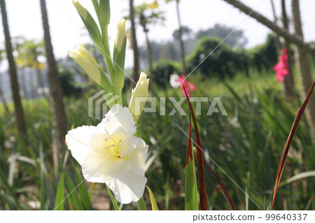white colored gladioluses flower on farm 99640337