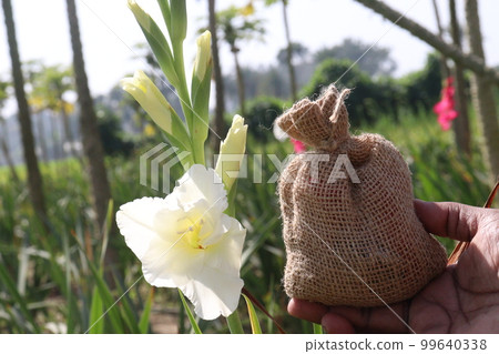 white colored gladioluses flower with money bag on farm white colored gladioluses flower with money bag on farm 99640338